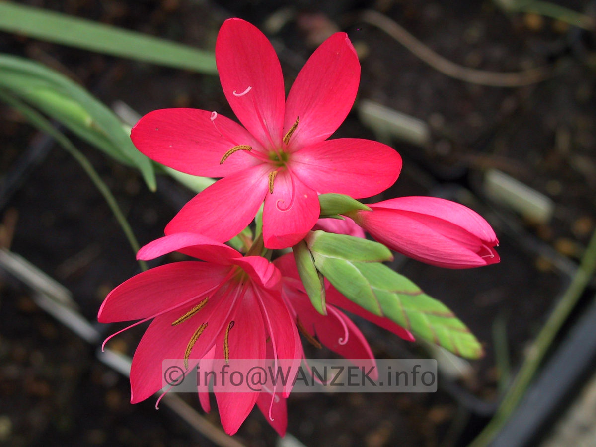 Schizostylis coccinea Mrs. Hegarty 04.JPG